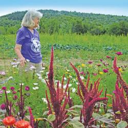 A white woman with shoulder length gray hair and a purple t-shirt walks through a field of wildflowers. It is a sunny day.