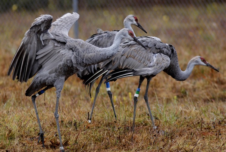 Endangered Mississippi sandhill cranes were listed by the U.S. Fish and Wildlife Service as one of 78 species at risk of extinction by  use of the pesticide malathion. It is considered highly toxic to insects, fish and crustaceans.