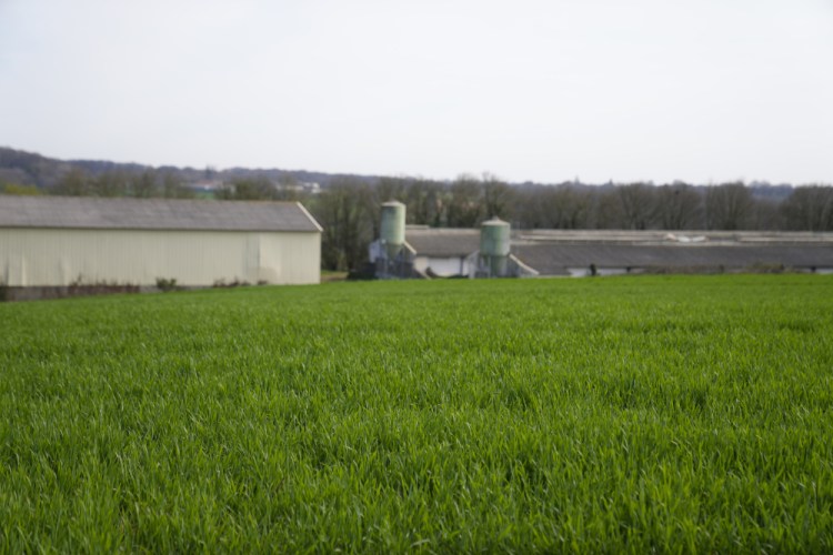 Wheat grows at a farm in Pruille-Le-Chetif, western France. Major grain producers like the United States, Canada, France and Argentina are being closely watched to see if they can quickly ramp up production to fill in the gaps from lost Ukrainian and Russian supplies.