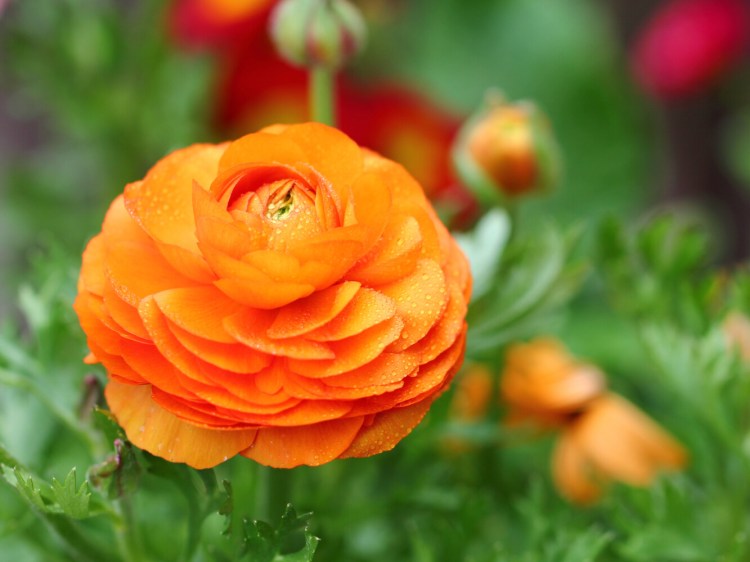We're not surprised Nancy Atwell wants to grow these lovely ranunculus flowers this year. She'll plant the seeds now and move the seedlings outside in May. 