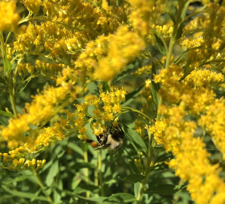 Goldenrod is a highly beneficial plant that's native to Maine, but it may be best suited for growing in a field, where it won't bully its neighbors. 