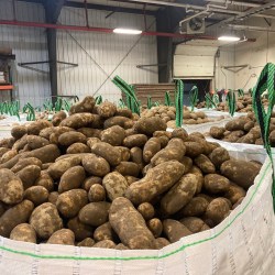 Potatoes Westward Ho!