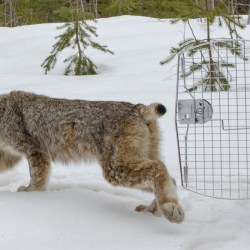 US Canada Lynx