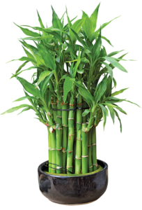 bamboo in a pot isolated on white background