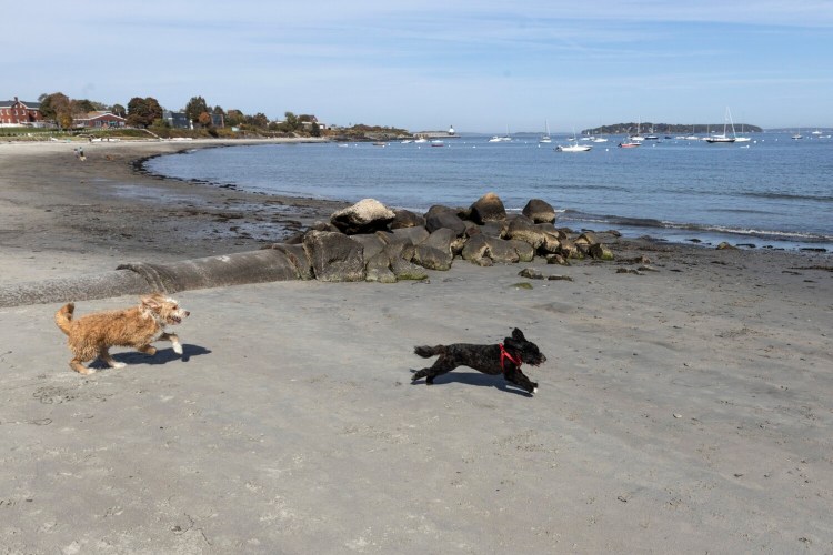 Brandon Bannock’s dog Sunny, left, plays with another dog at Willard Beach in October. “He absolutely loves it,” Bannock said.