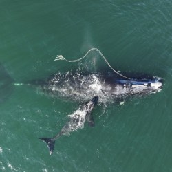 Whale Entanglement