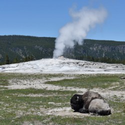 Yellowstone Bison-Man Gored