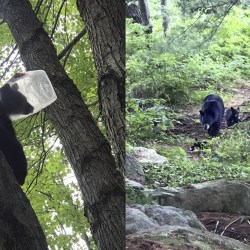 Bear Cub Head in Jug