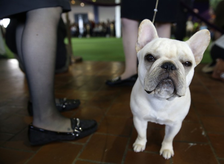 A French bulldog waits to enter the ring at the Westminster Kennel Club Dog show in New York in 2015.