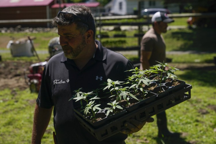 Rich Morris of Toadflax Nursery helps to plant marijuana seedlings at Homestead Farms and Ranch in Clifton Park, N.Y., on June 3. In a novel move, New York gave 203 hemp growers first shot at cultivating marijuana destined for legal sales, which could start by the end of the year.