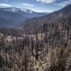 Wildfires Reforestation
