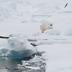 Norway Polar Bear Attack