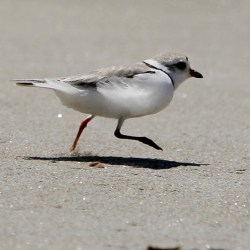 Piping Plover Maine