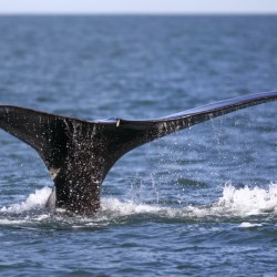 Vessel Strikes Rare Whales
