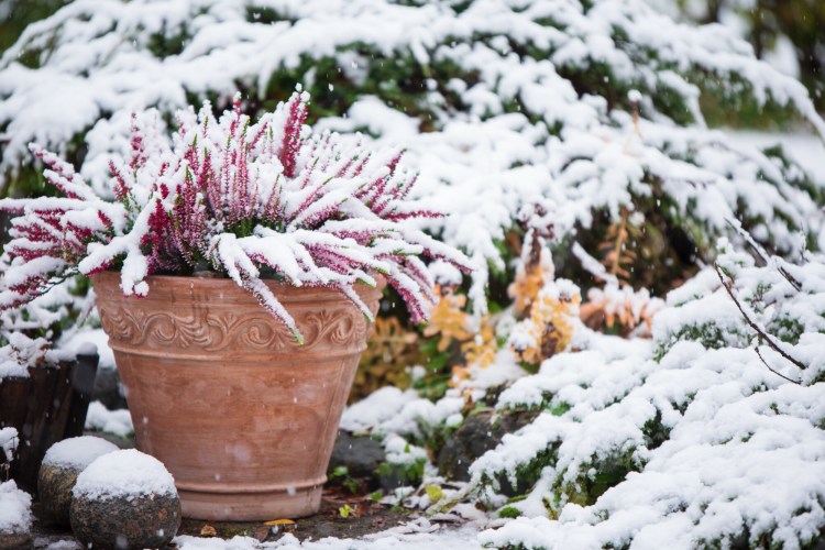 Snow insulates plant roots. Without its protective blanket, cold weather is more likely to damage your garden. 