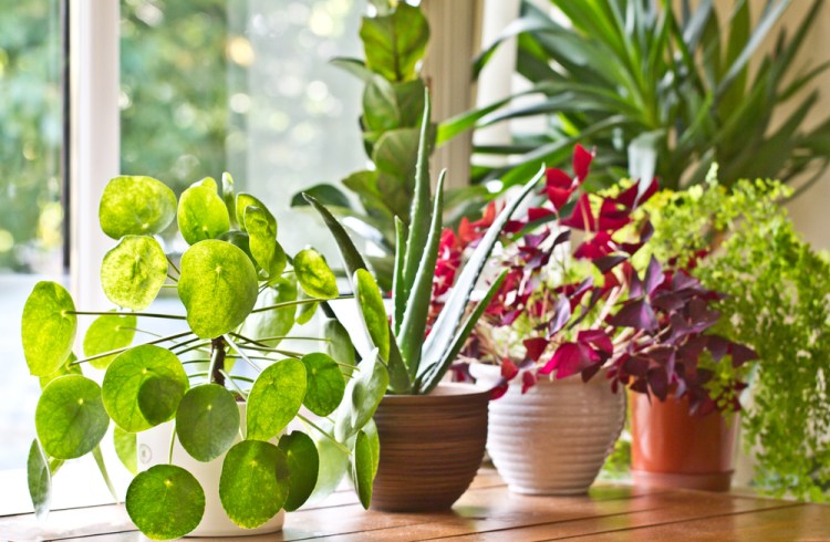 Soil, water, light, and wind? Air circulation keeps fungus and bacteria from taking up residence on your indoor plants.