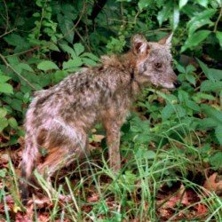 Culling Coyotes