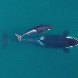 Endangered Orcas Inbreeding