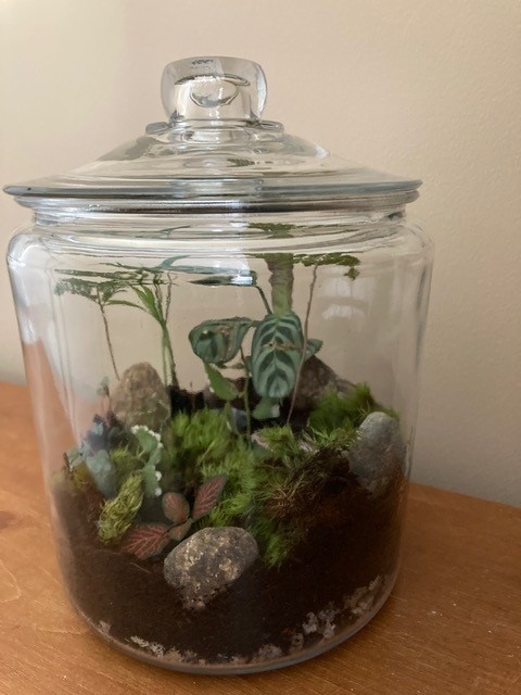 A taste of the tropics, the plants anyway, now lives on columnist Tom Atwell's desk in the form of this terrarium Atwell created at a new Portland business that invites you to make your own terrarium. 