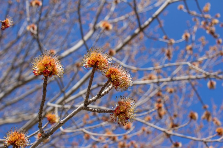 Red maples are among this region’s earliest blooming plants, providing nutrition to pollinators when they are desperately in need of it.