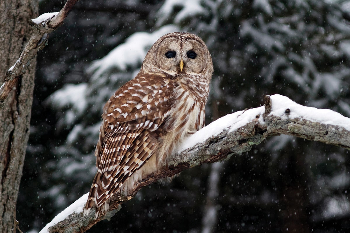 snowy owl pellet - central wisconsin 3-4-1, Owl pellets are…