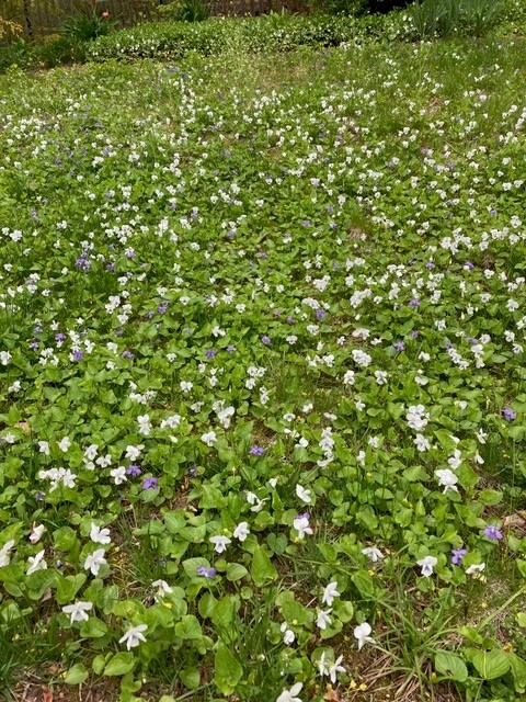Purple and white violets dot the Atwell's lawn. If you ask us, it's far prettier than an expanse of environmentally unfriendly, monotonous green.