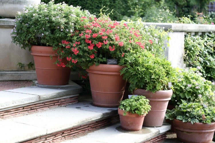 Potted plants -- annuals or perennials, herbs or vegetables - add beauty to stairways, decks and walkways. 