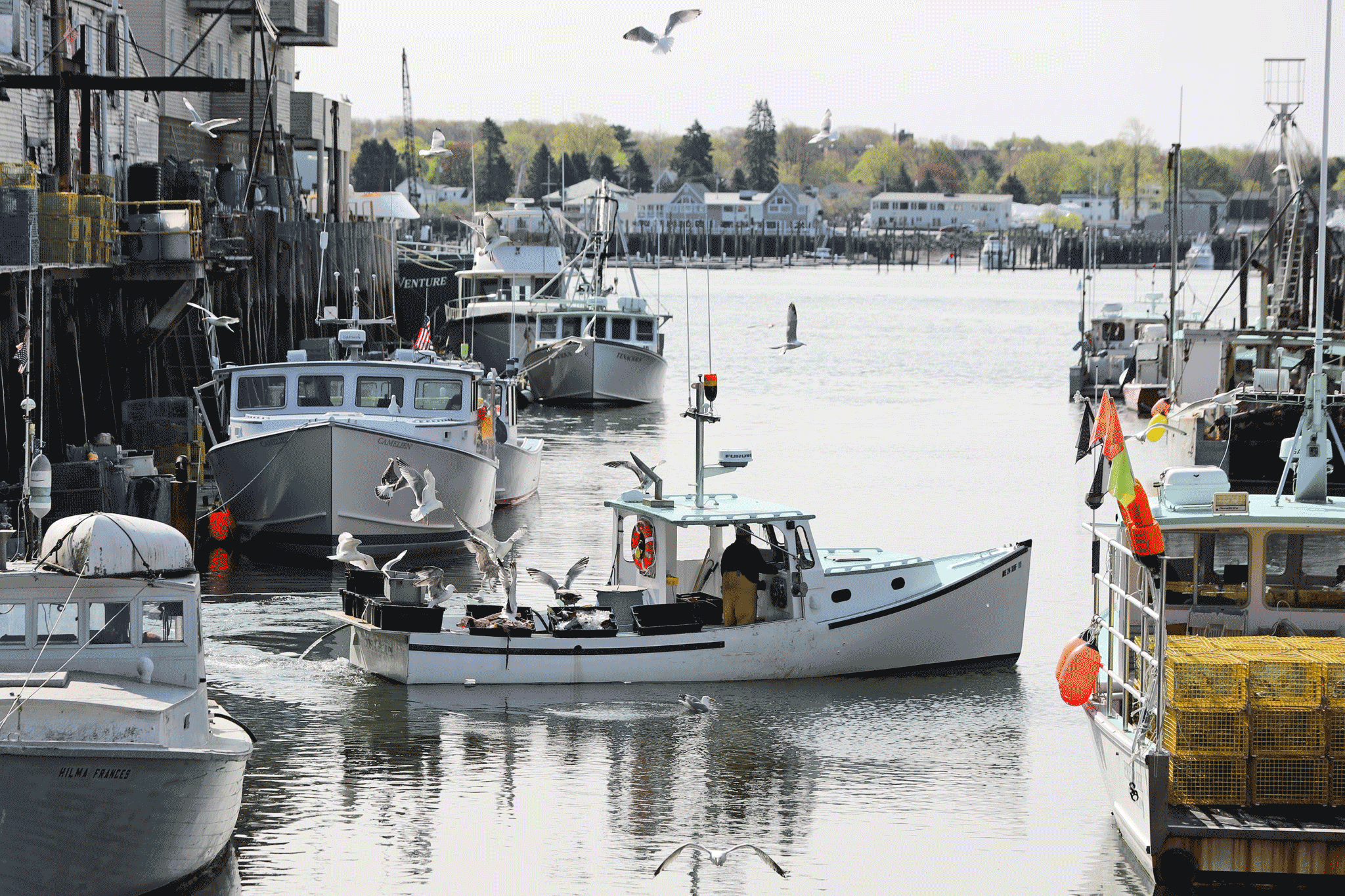 Gulls surround the lobster boat Cora Pearl as it departs a berth at Custom House Wharf in Portland.