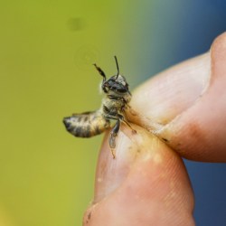 APTOPIX Bee Deaths