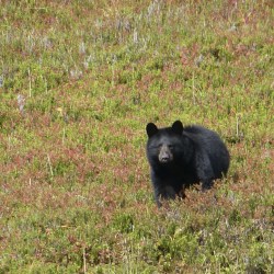 Alaska-Bear Baiting