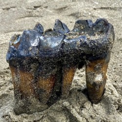 California Beach Mastodon Tooth