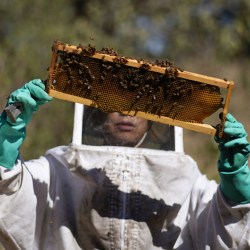 Mexico Saving Bees
