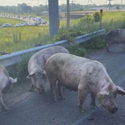 Pigs on the Loose Minnesota