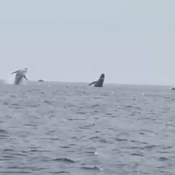 Whales Triple Breach