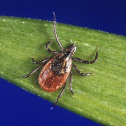 Ticks Lyme Disease