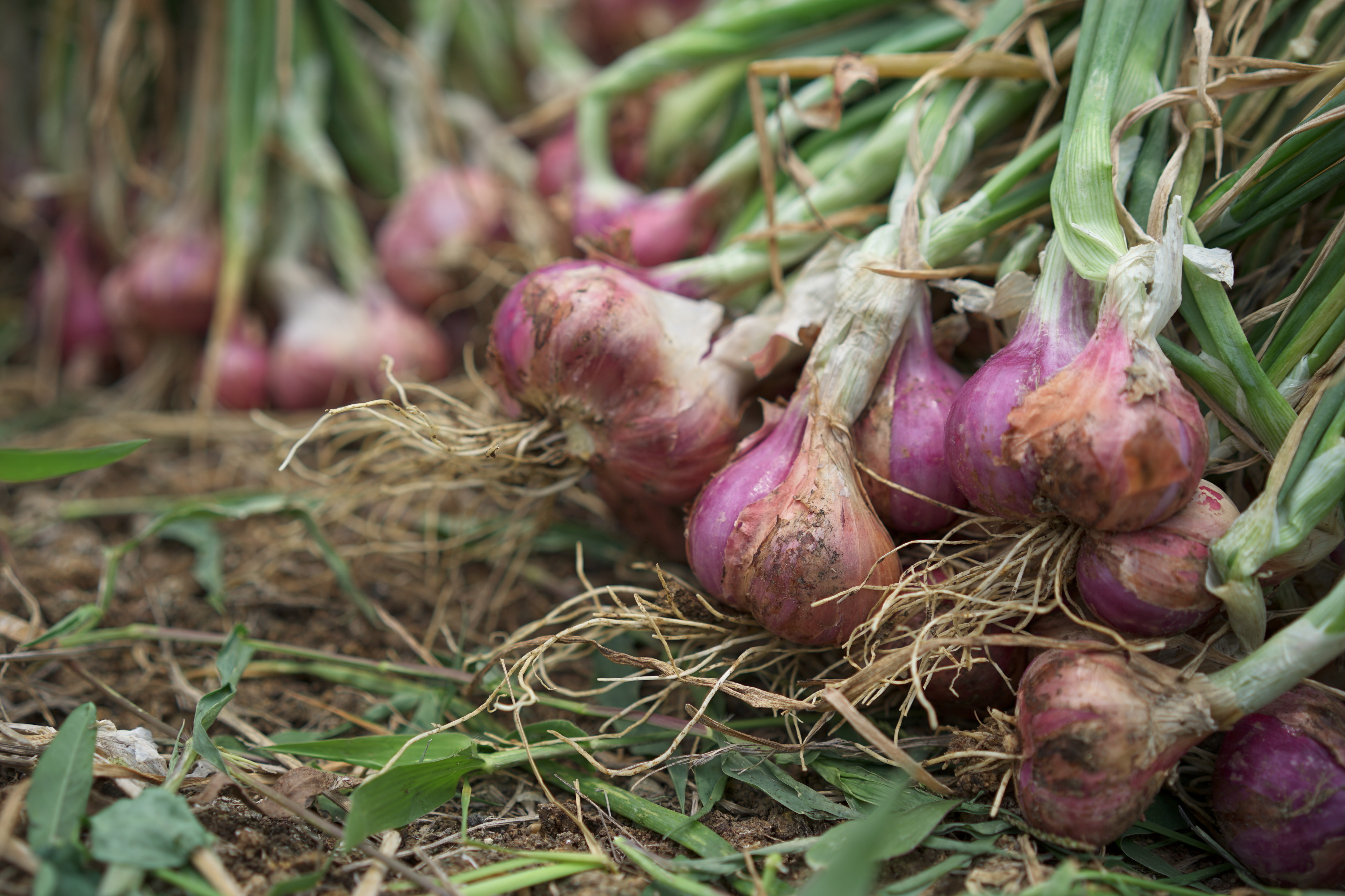 How to Plant and Grow Shallots
