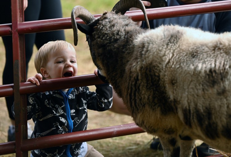 Go face to face with the sheep at the Common Ground Country Fair in Unity.