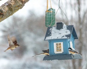 birds perched and flying at a bird feeder in winter