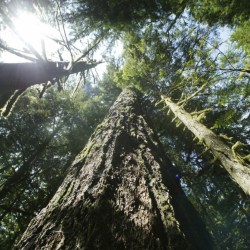 Old Growth Forests Protection Ruling
