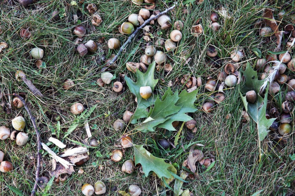 ACORNS 50 Natural Real Acorns From Maine Oak Tree for Fall