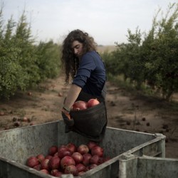 APTOPIX Israel Farming Crisis