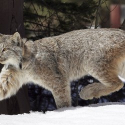 Canada Lynx