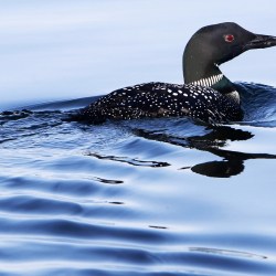 Loon Count