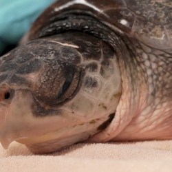 US Sea Turtle Rescue