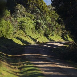 Climate Kenya Forest Road