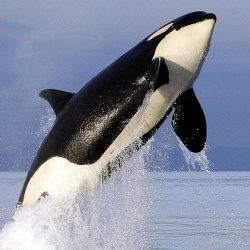 Endangered Orcas Inbreeding