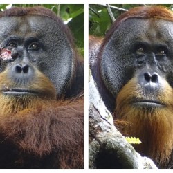 Orangutan Self-Medication