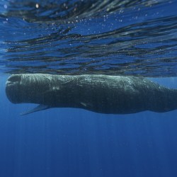 Sperm Whale-Language