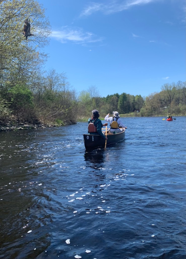 Eagles abound during Sebasticook River canoe trip | Column