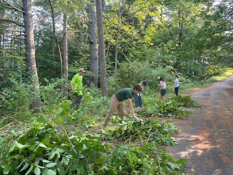 pressherald.com - Madeleine Kaptein - Japanese knotweed giving you fits? Here's how you can kill it